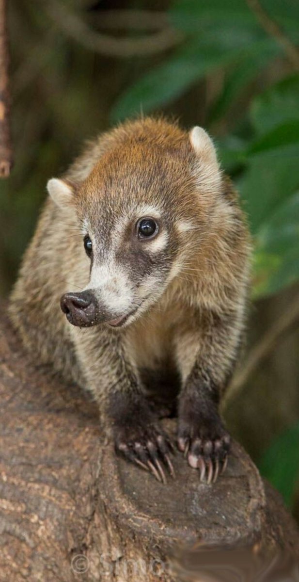 Носуха коати