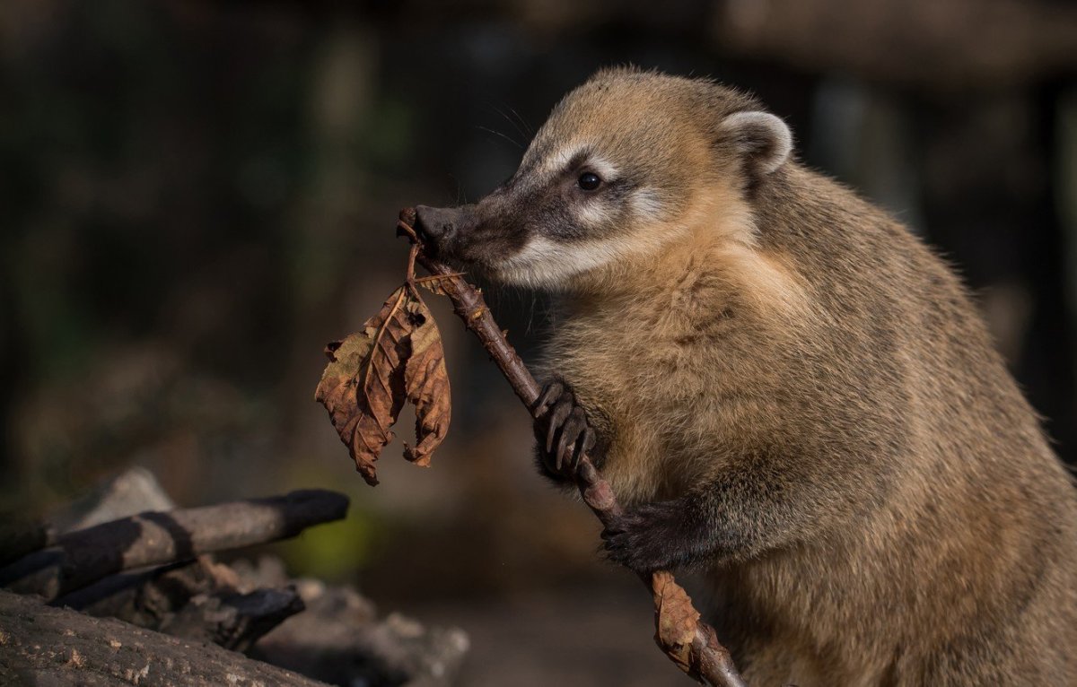 Сумчатый енот коати