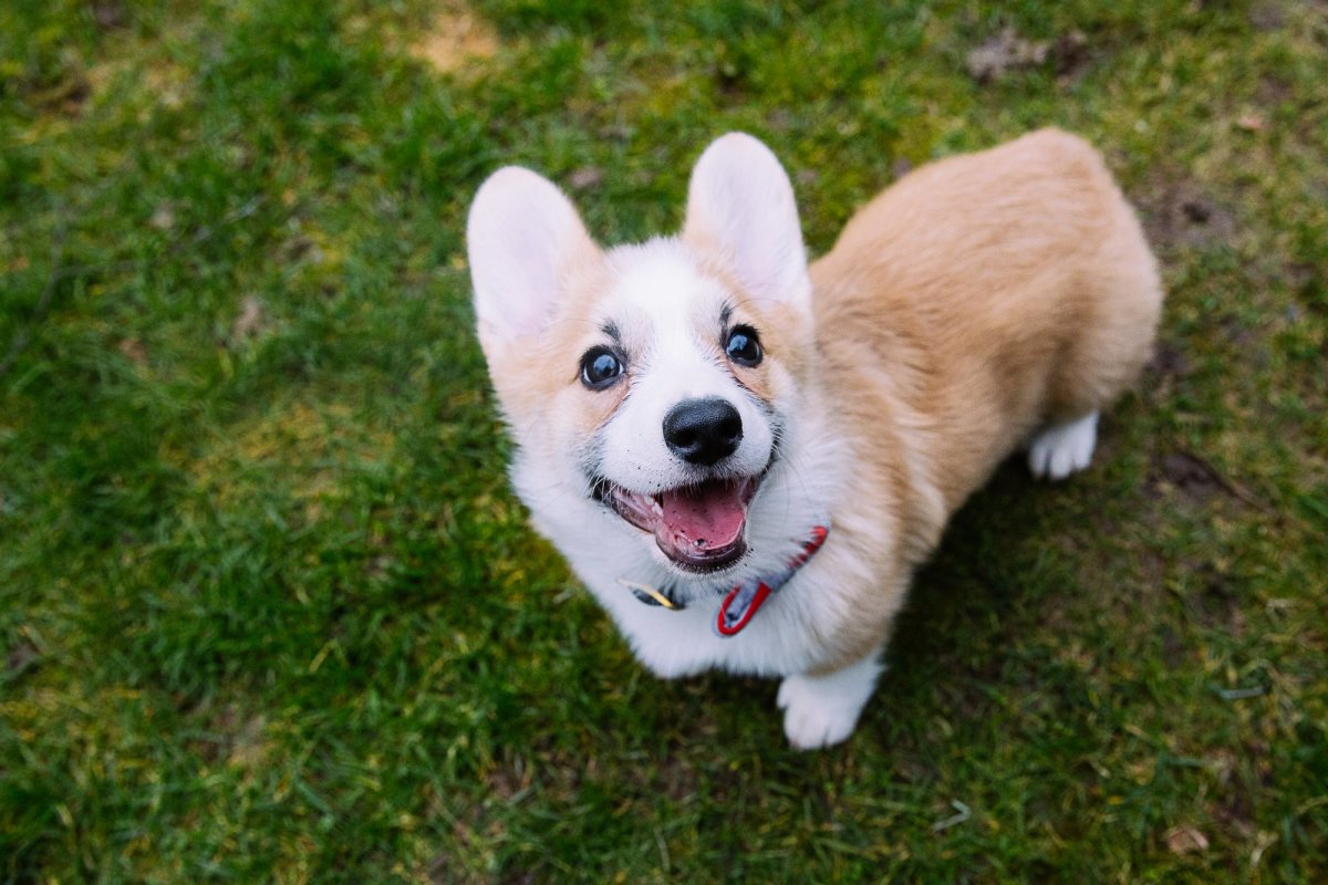 Корги Корса