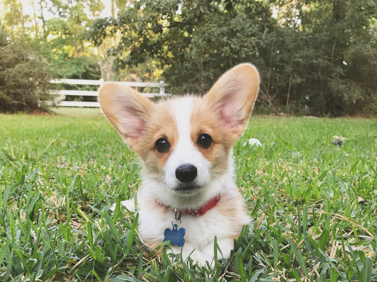 Вельш корги пемброк