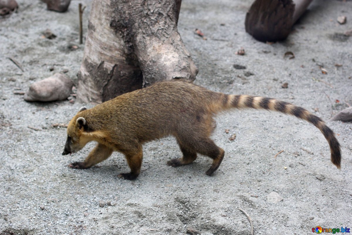 Горная носуха