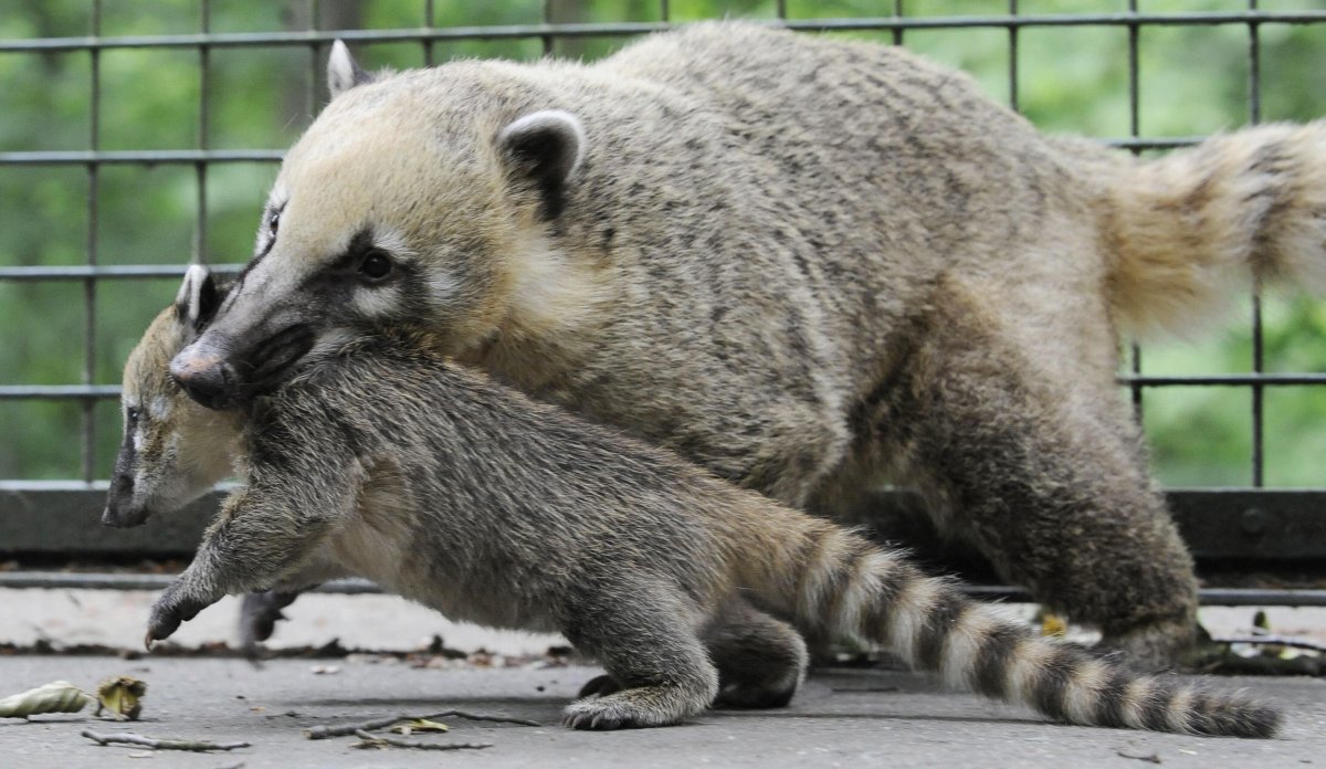 Носуха детеныш