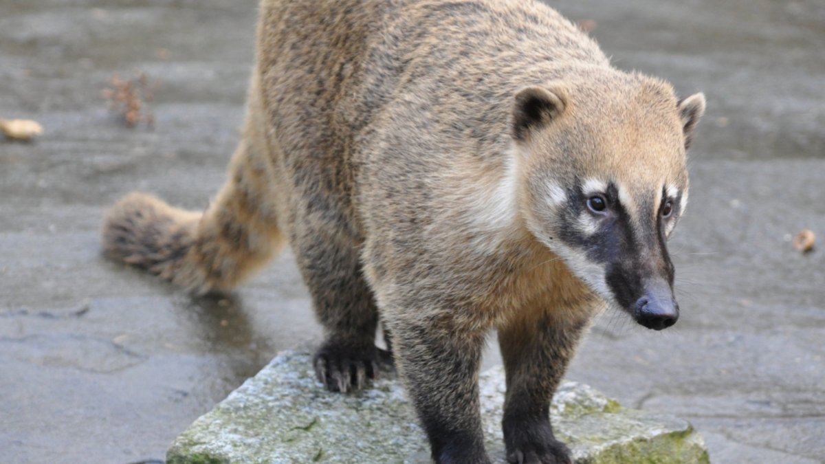 Носуха Нельсона