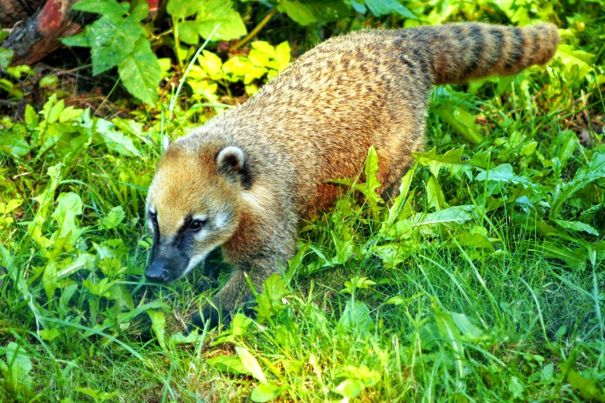 Американская носуха