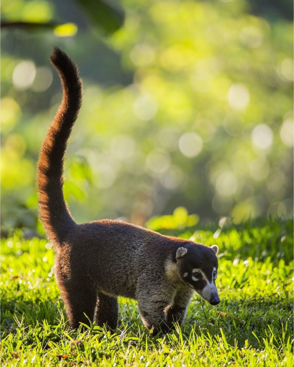 Коати Заина