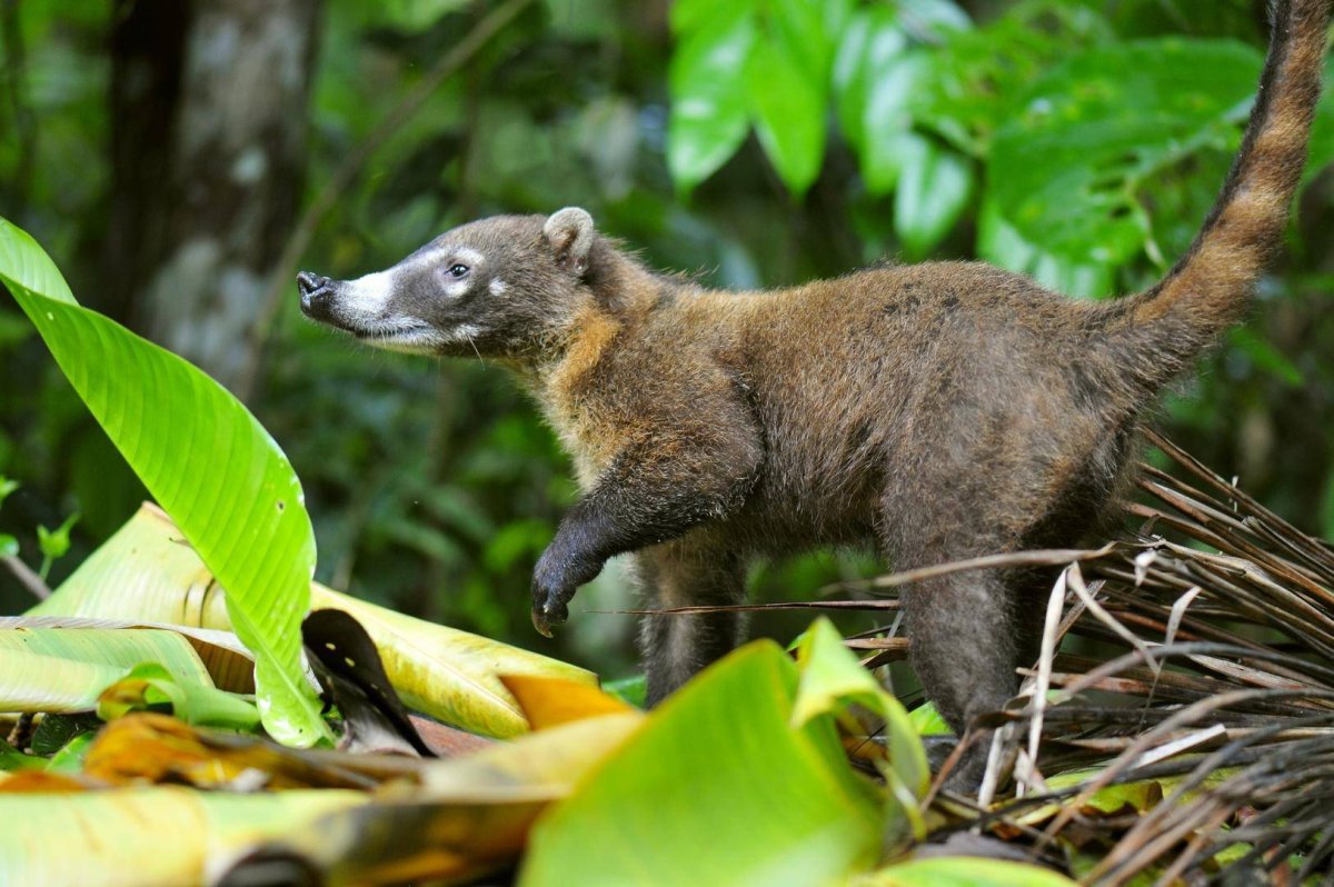 Коати енот носуха