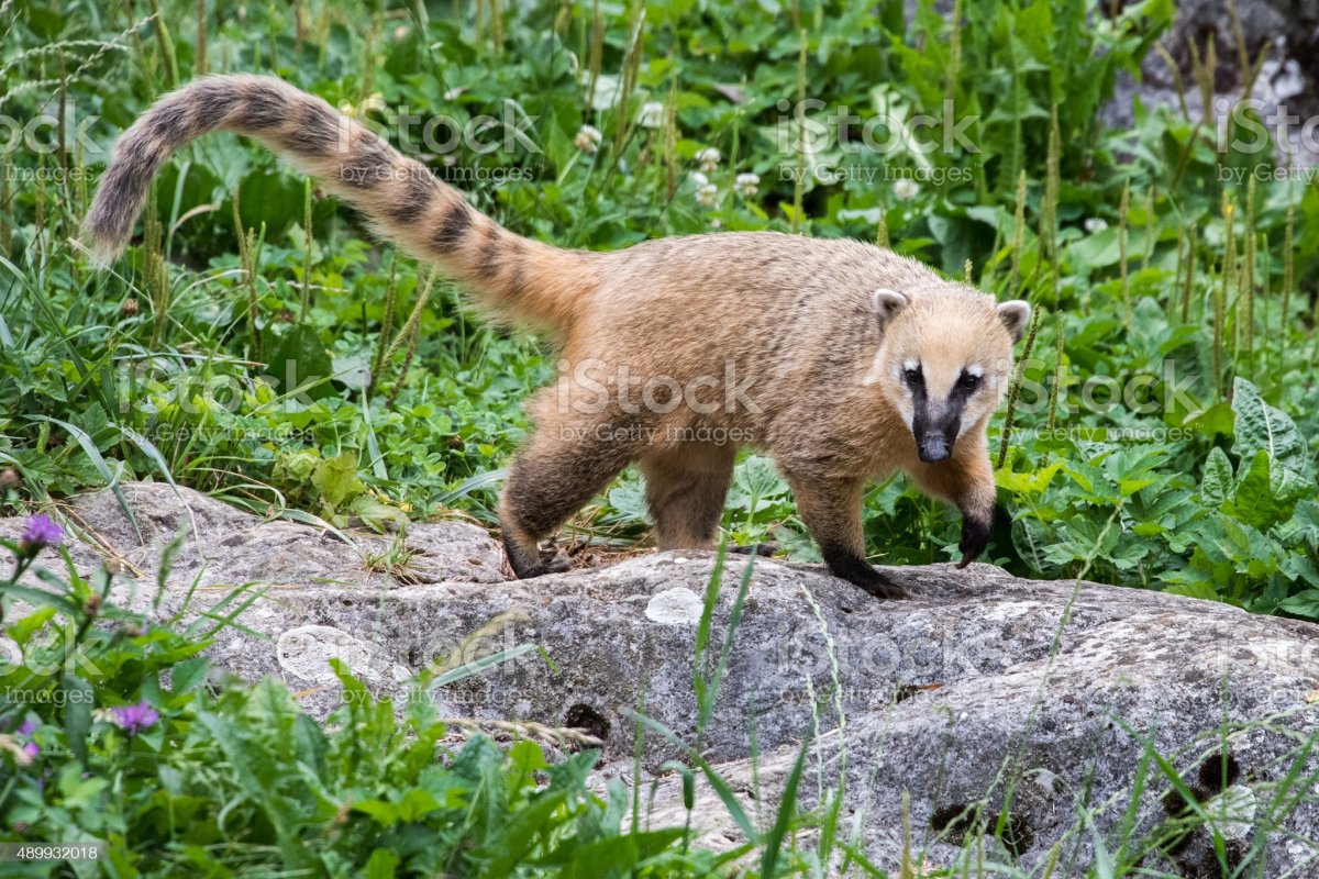 Американский енот 5 коати