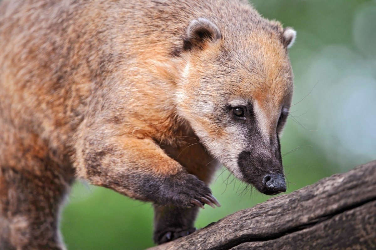 Носуха Нельсона Нора