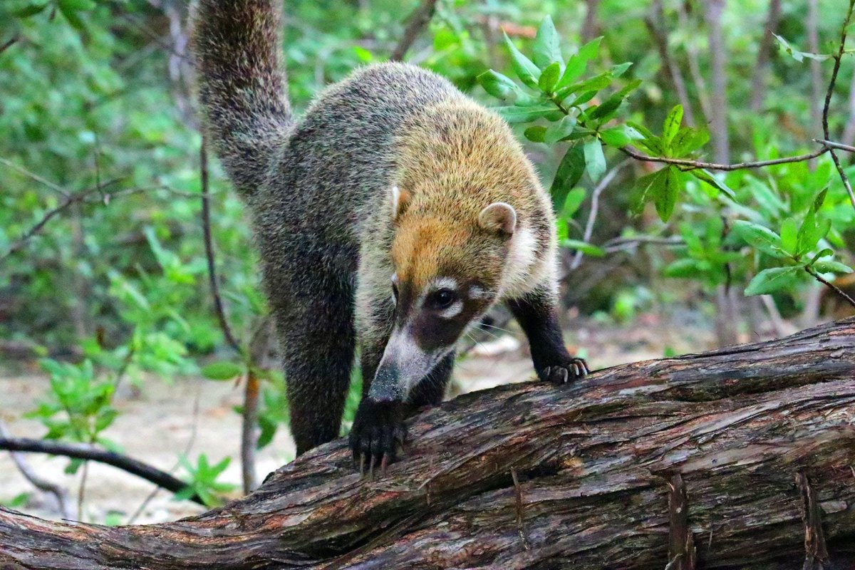 Обыкновенная носуха