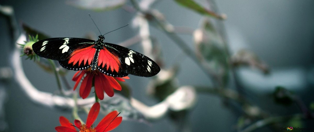 Черная бабочка на обложку