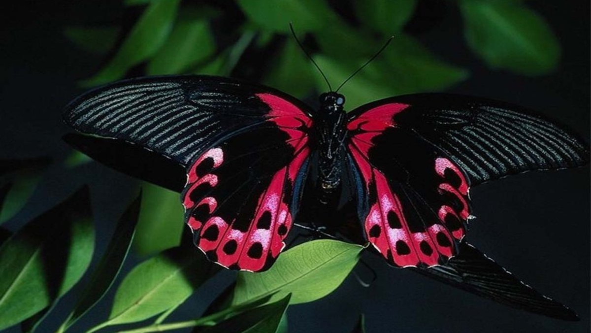 Бабочка парусник Румянцева