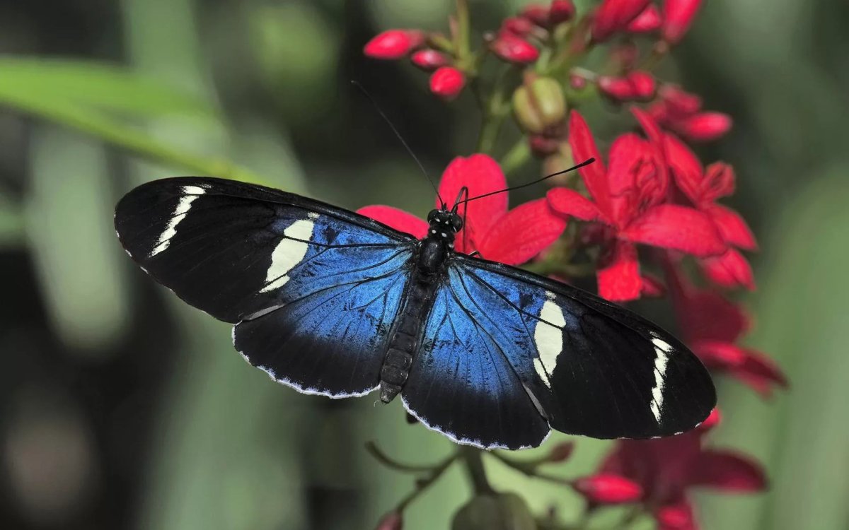 Красная Тропическая бабочка