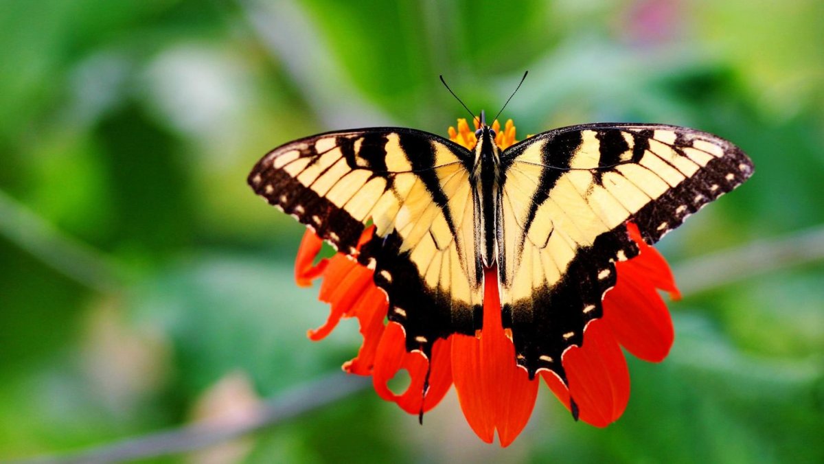 Красная бабочка