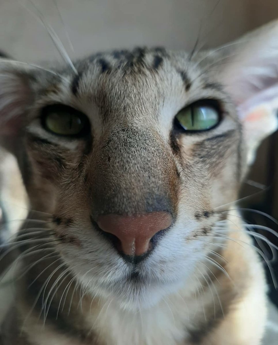 Вислоухие ориенталы