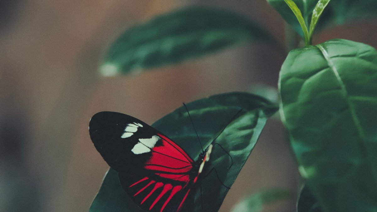 Тропические бабочки обои