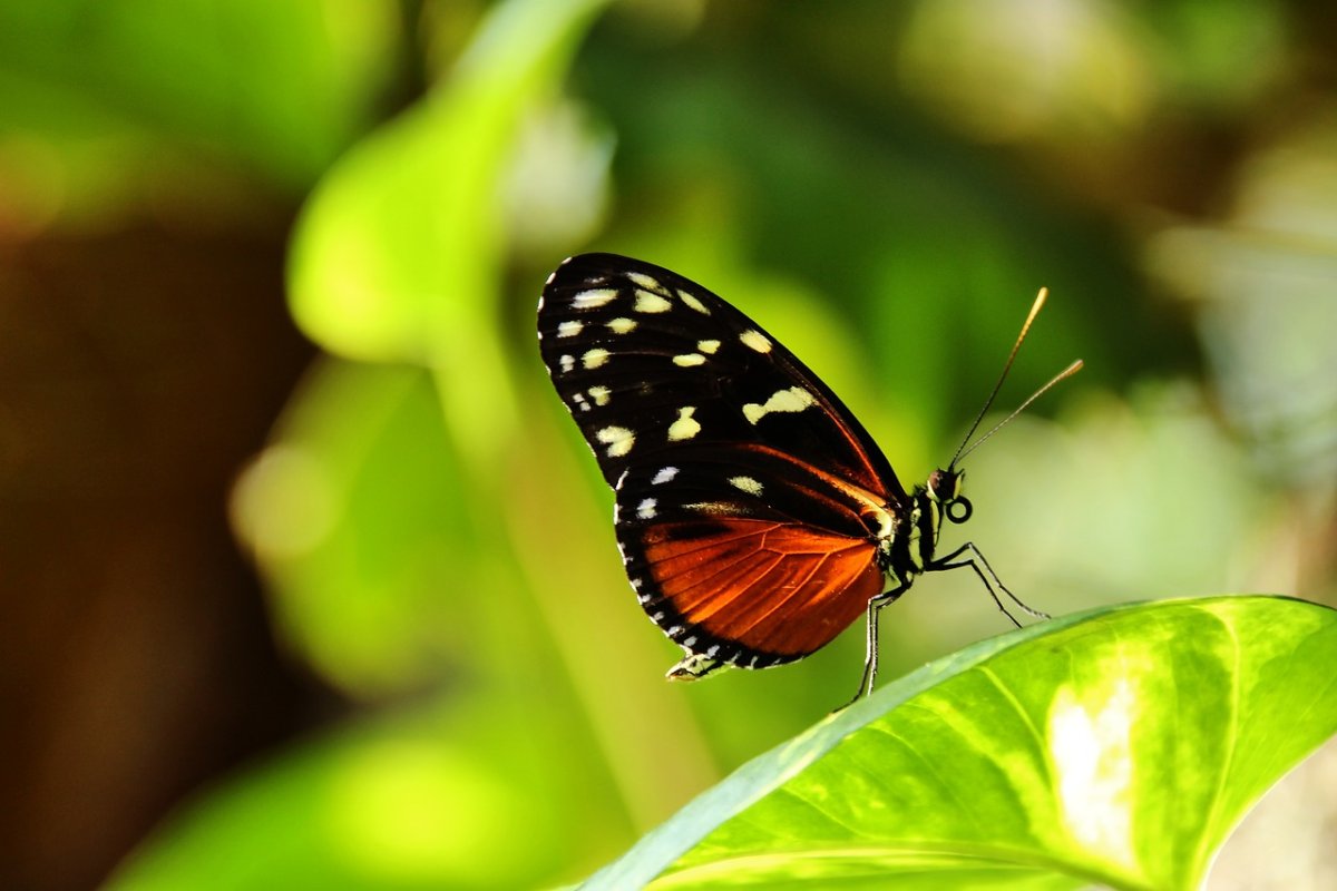 Heliconius hecale