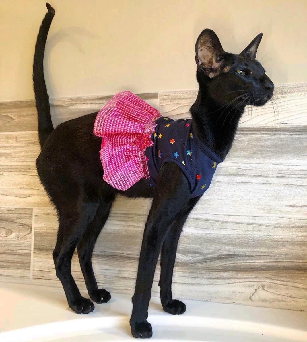 Кот Добби порода Ориентал