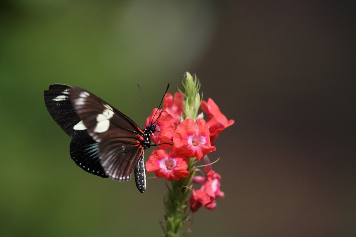 Бабочки фото красивые