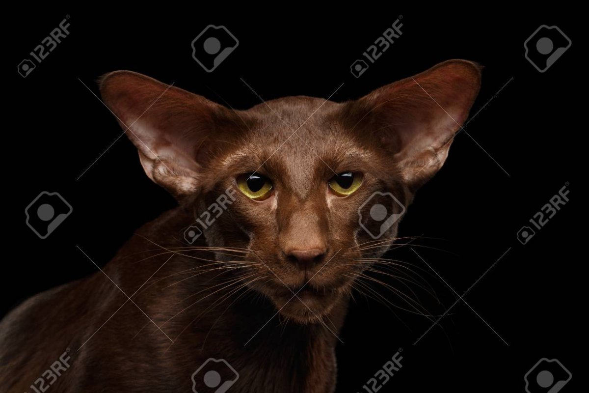 Римский профиль кошки