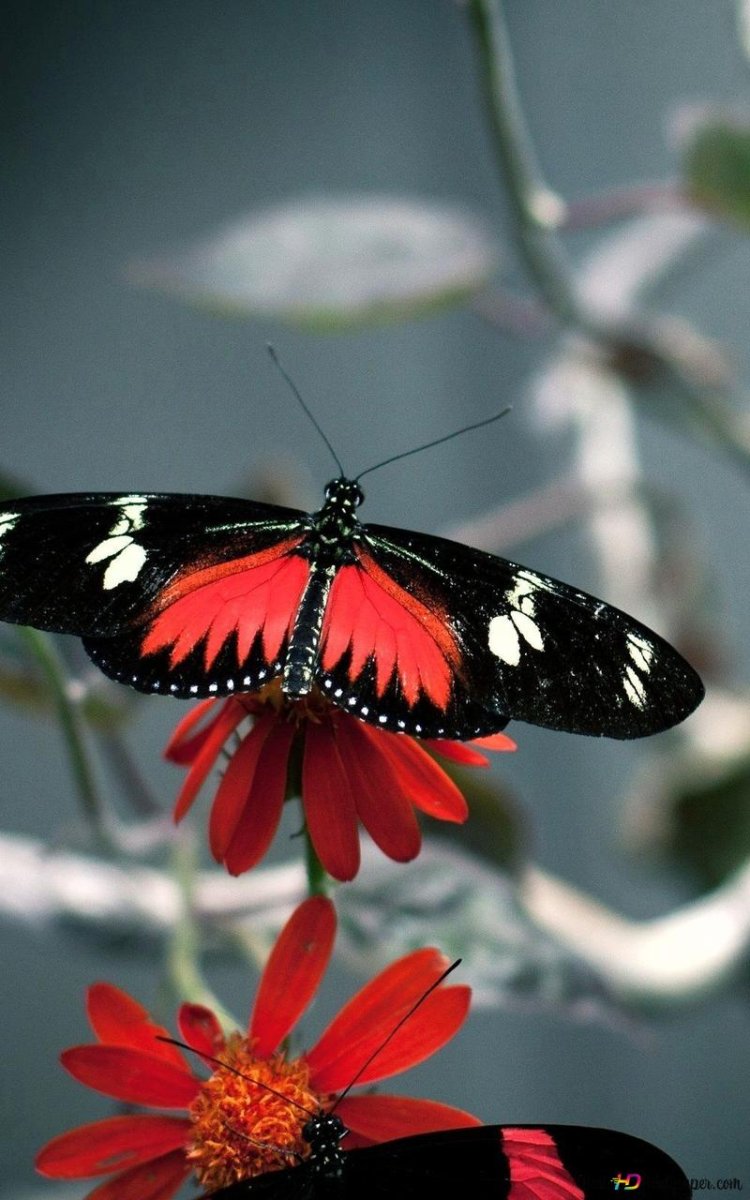 Красно черная бабочка