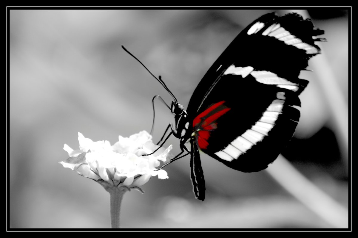 Красно желтая бабочка