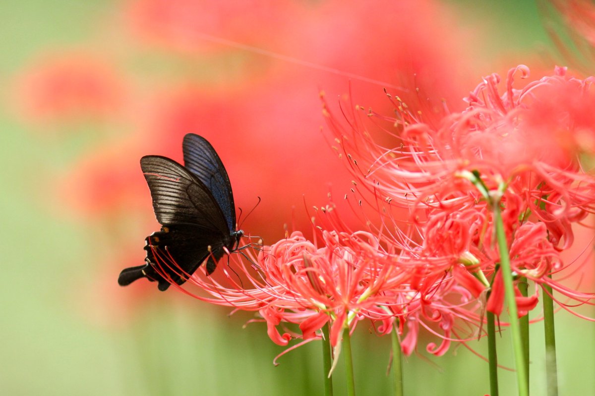 Бабочка на Красном фоне