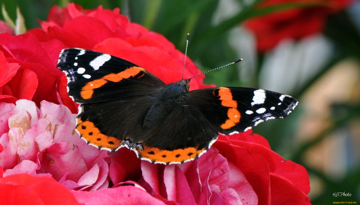 Ядовитые бабочки красного цвета