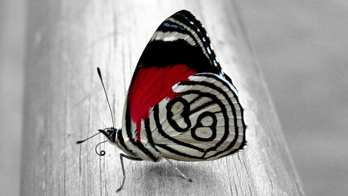 Полосатый цветок