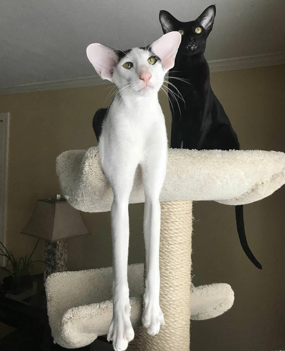 Кошки-Балинез, Ориентал, рекс, Петерболд