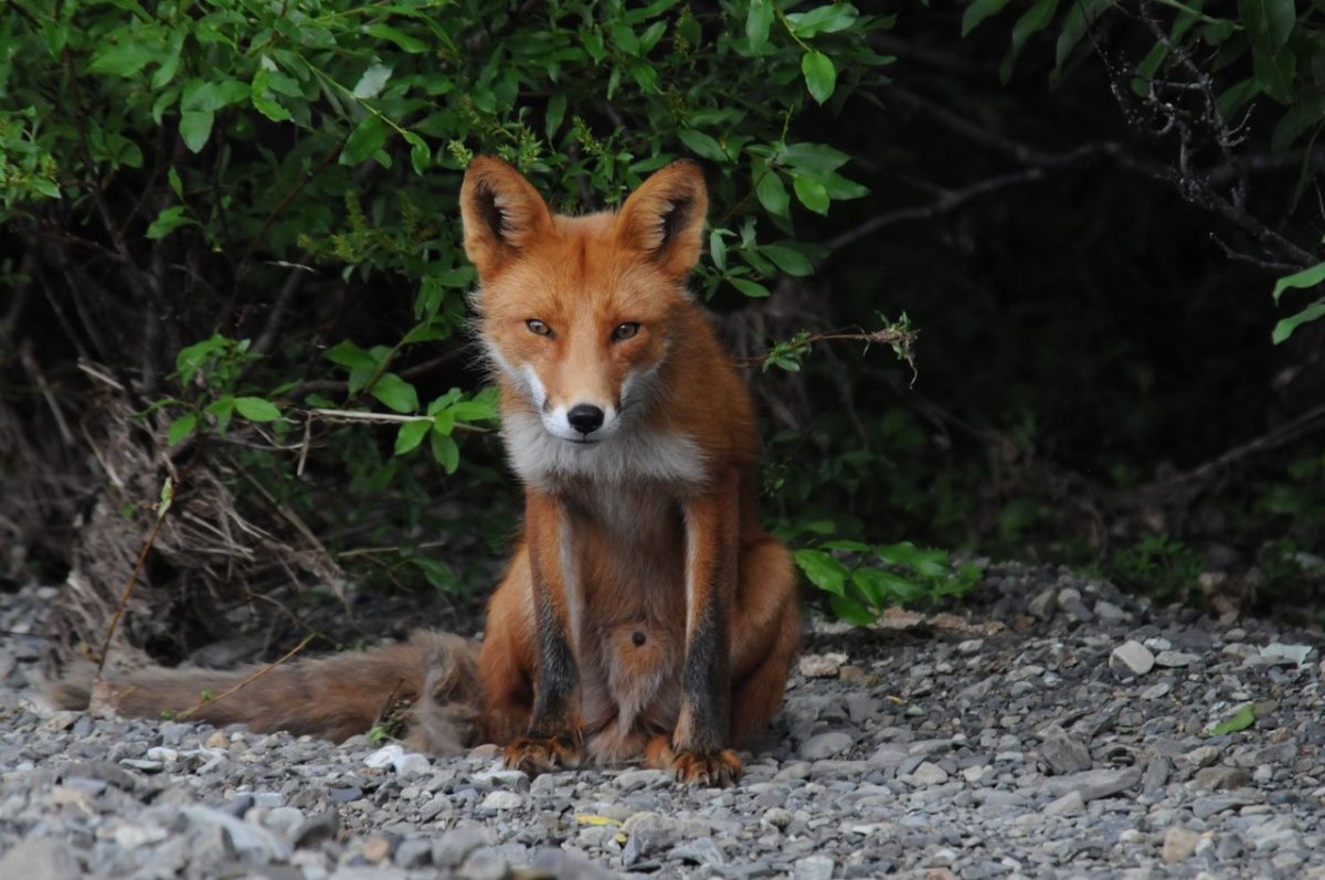 Самка лисы