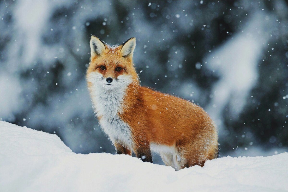Фото лисы 2021
