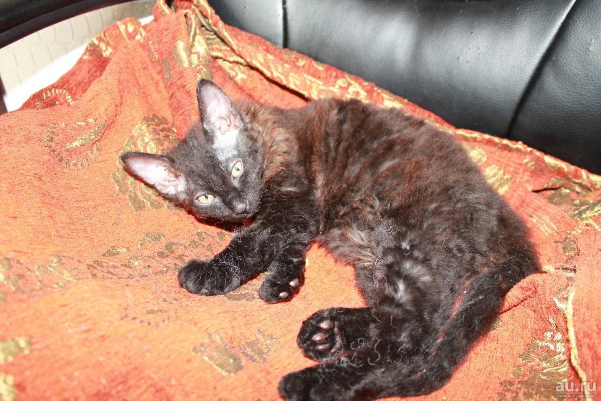 Смесь сфинкса с обычной кошкой