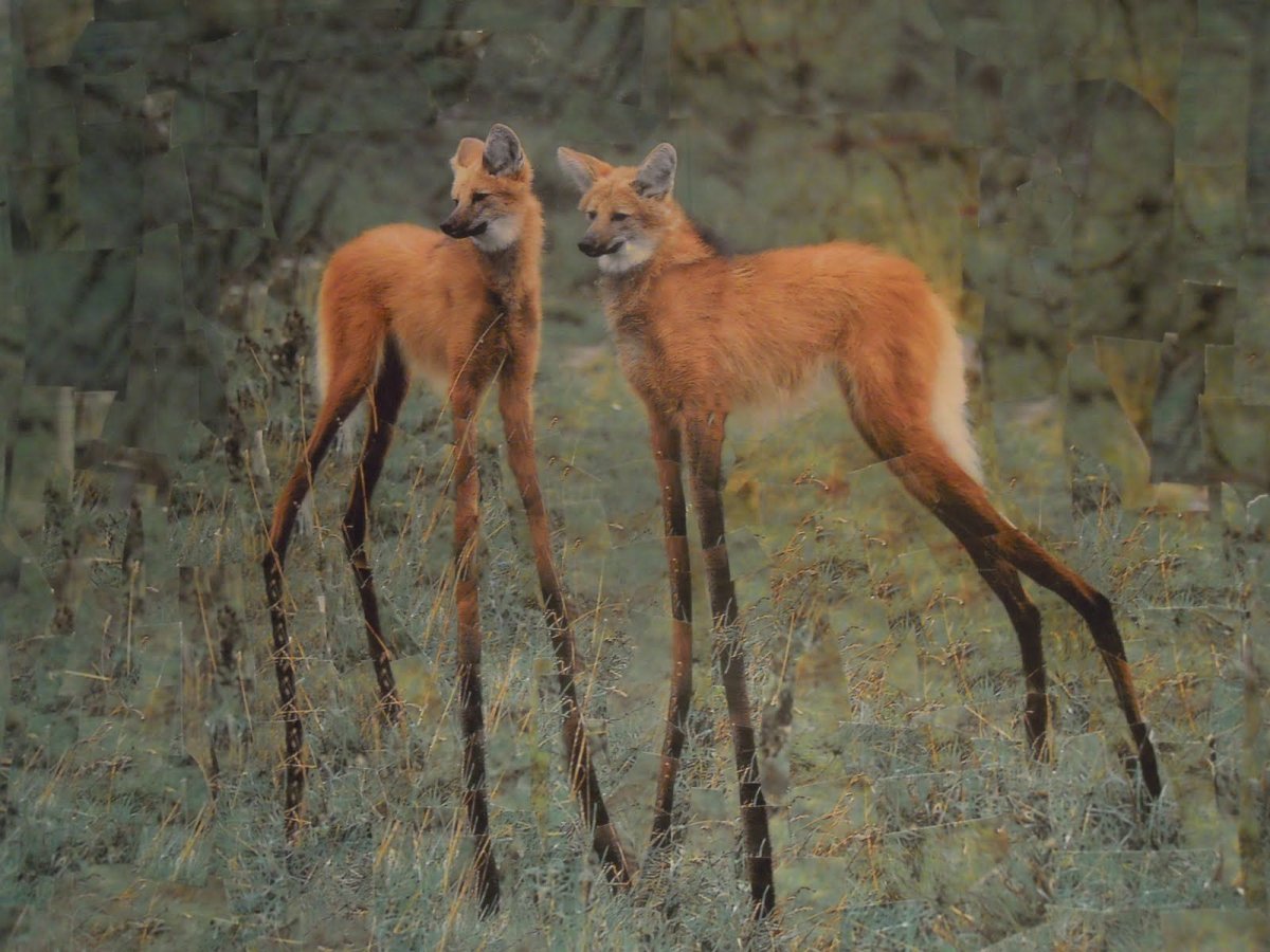 Гривистый волк альбинос