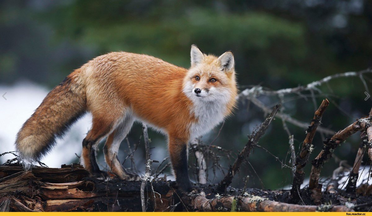 Лиса мужская особь