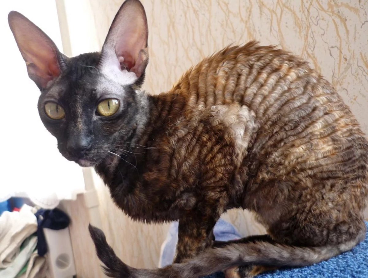 Корниш рекс кошка