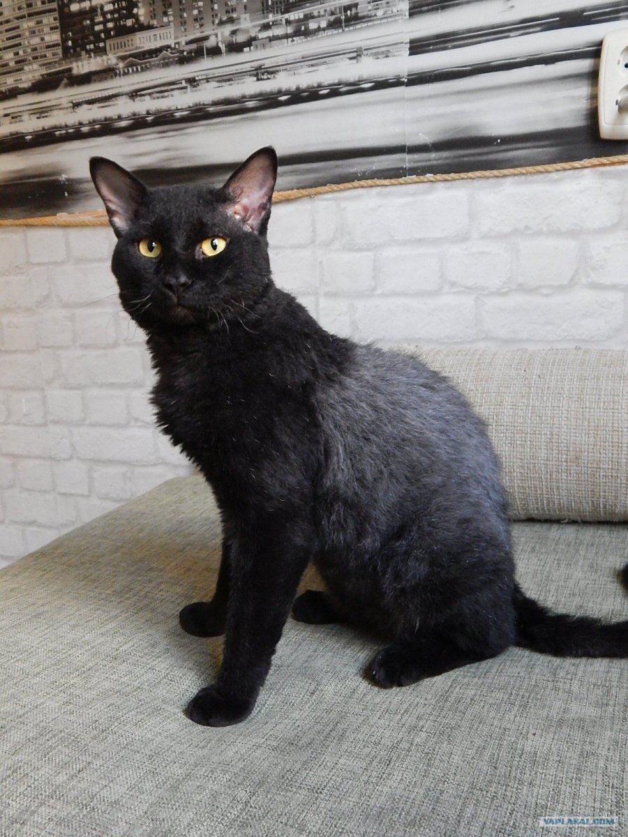 Метис Корниш Рекса