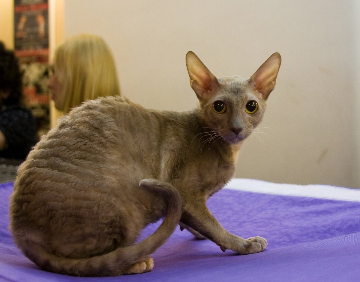 Американский Корниш рекс