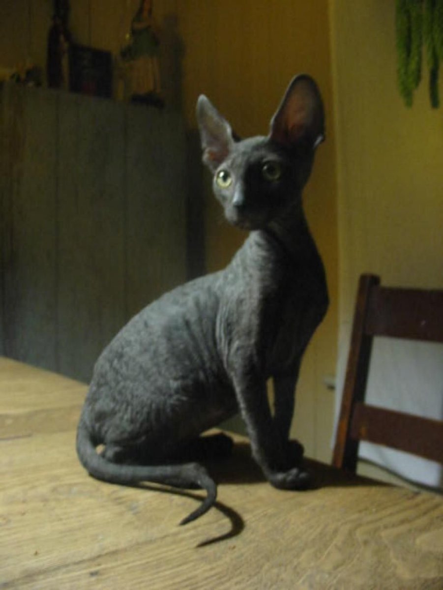 Донской сфинкс Корниш рекс