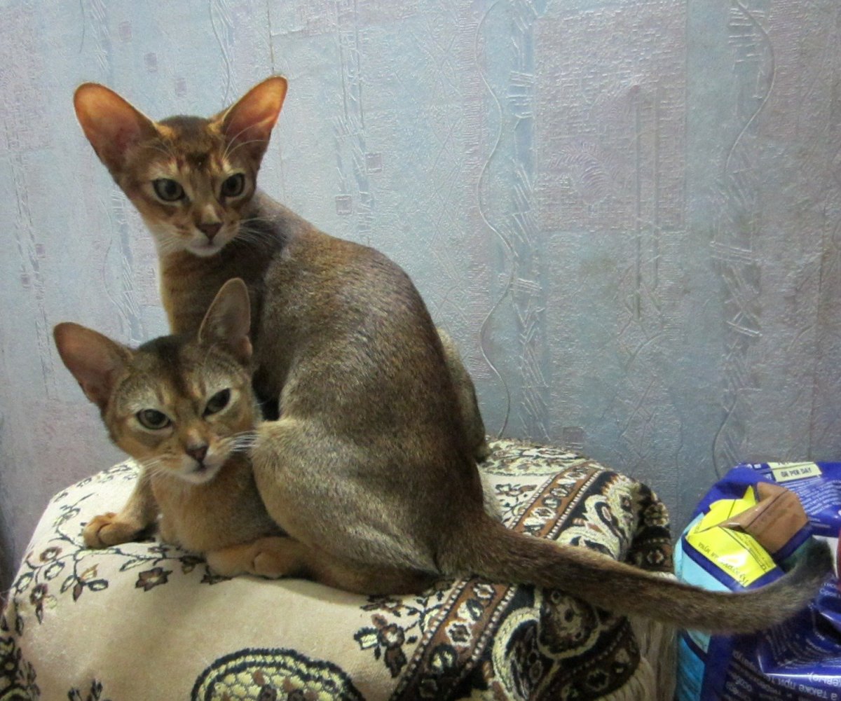 Донской сфинкс с Абиссинской