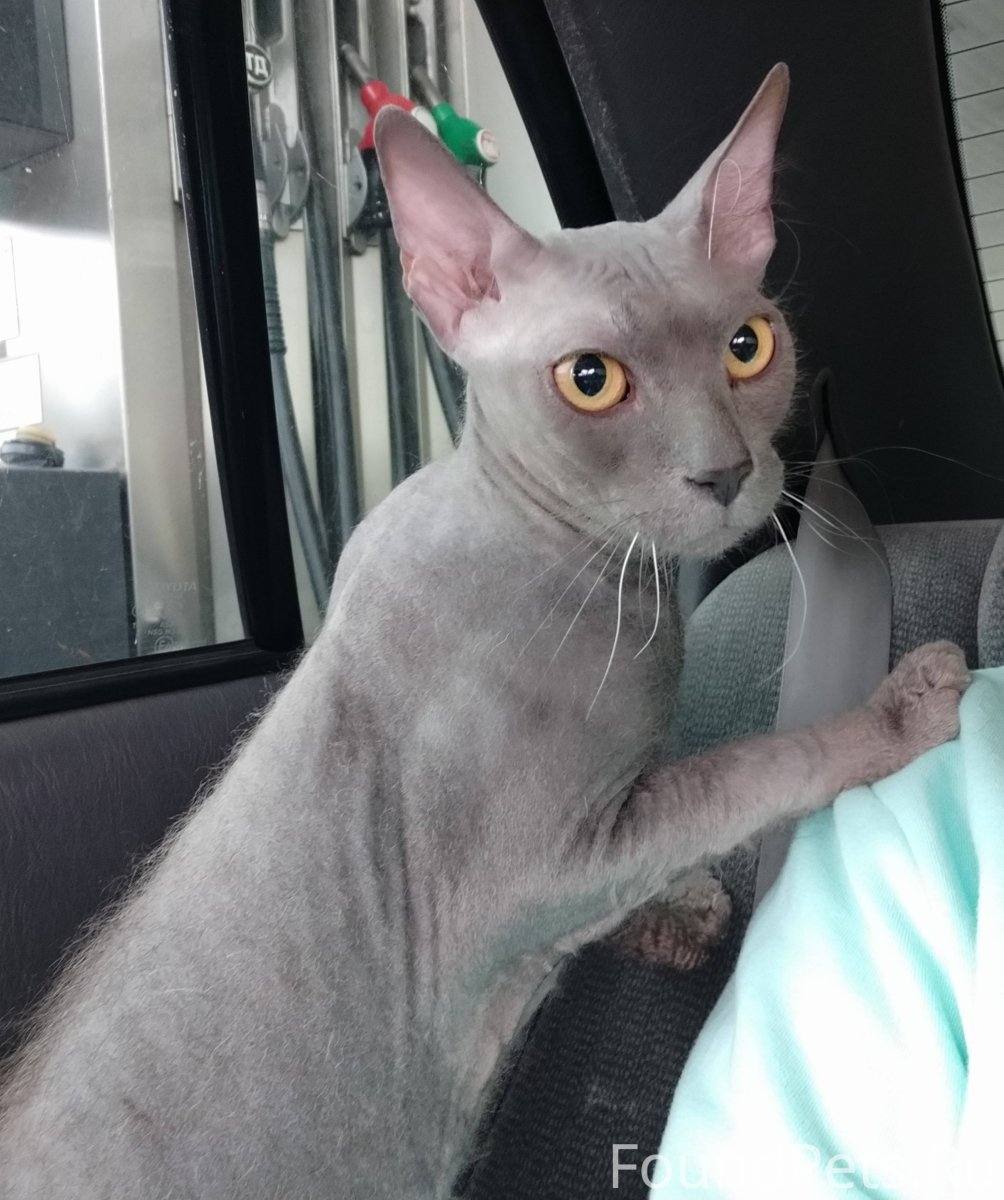 Метис сфинкса