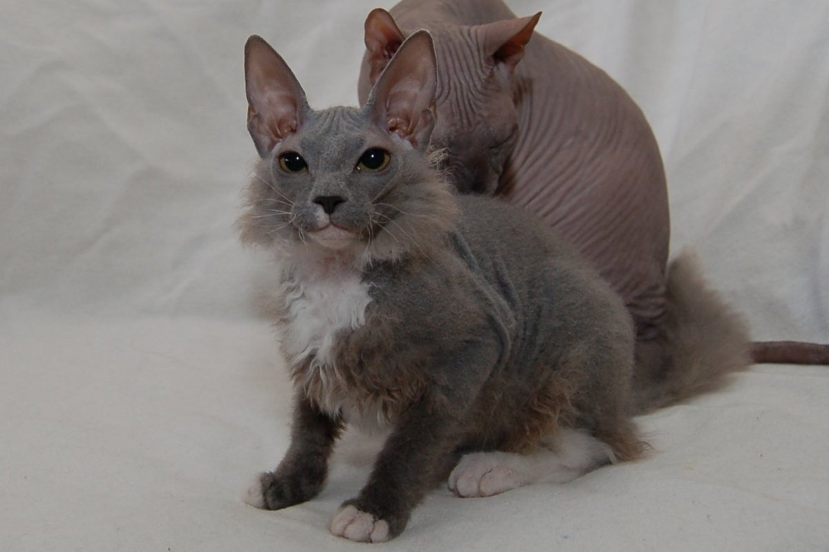 Сфинкс кошка браш