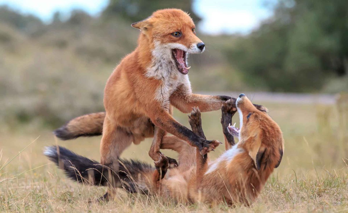 Драка лисиц