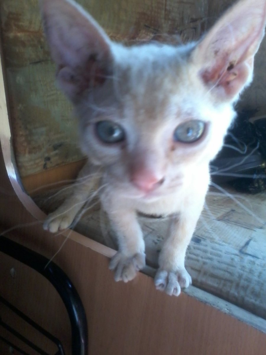 Метис сфинкса и британца