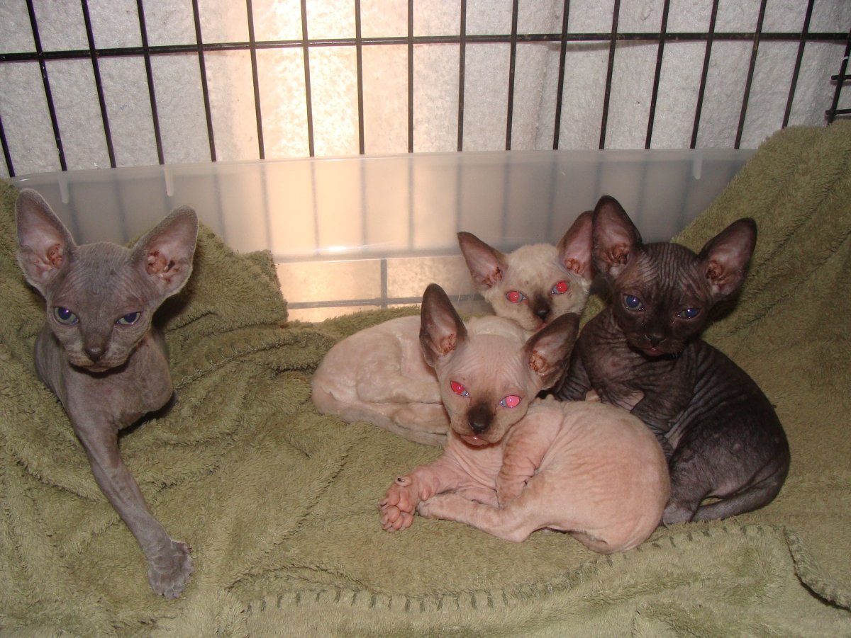 Девон рекс Минскин