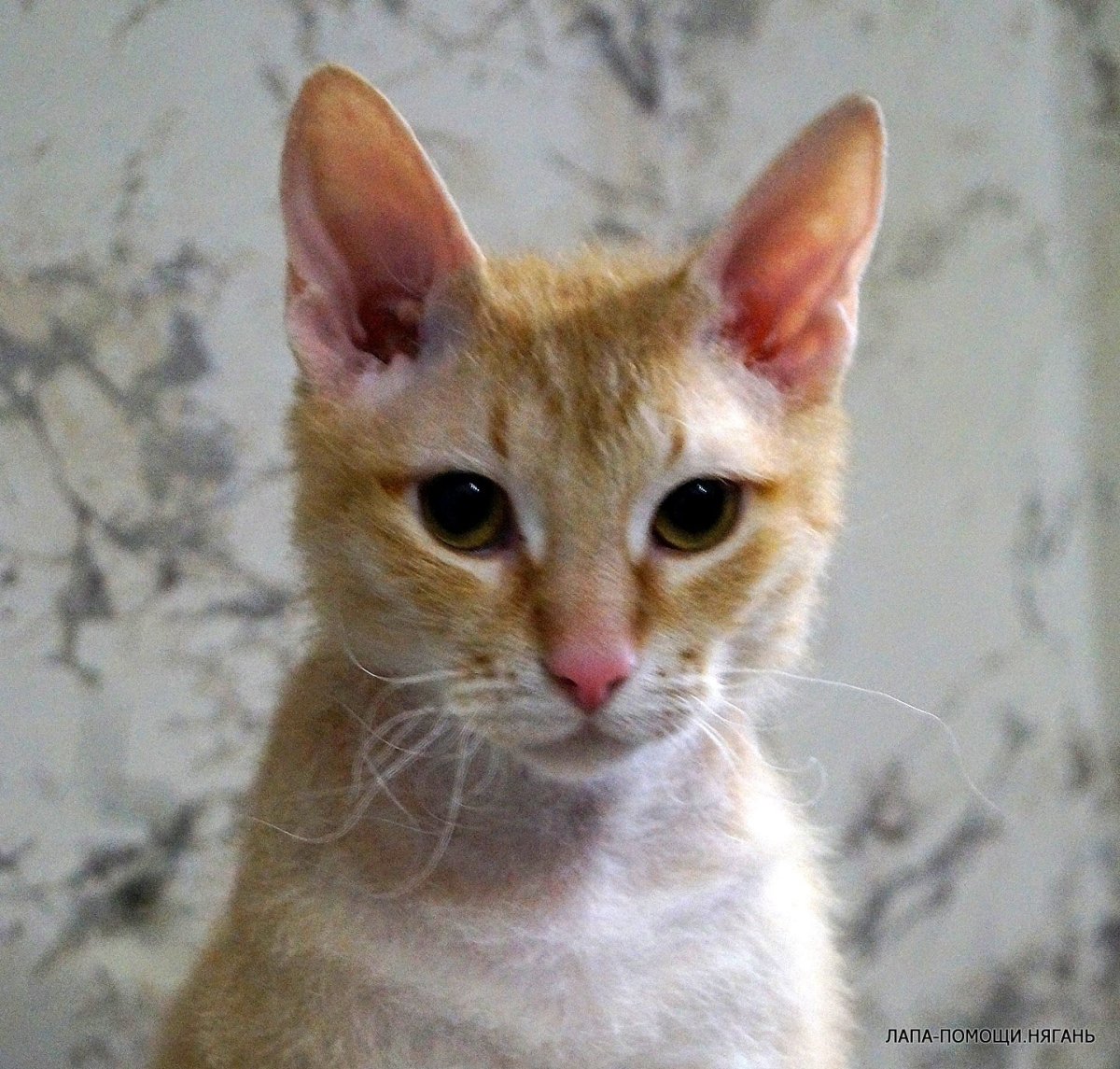 Помесь сфинкса и полинезийской