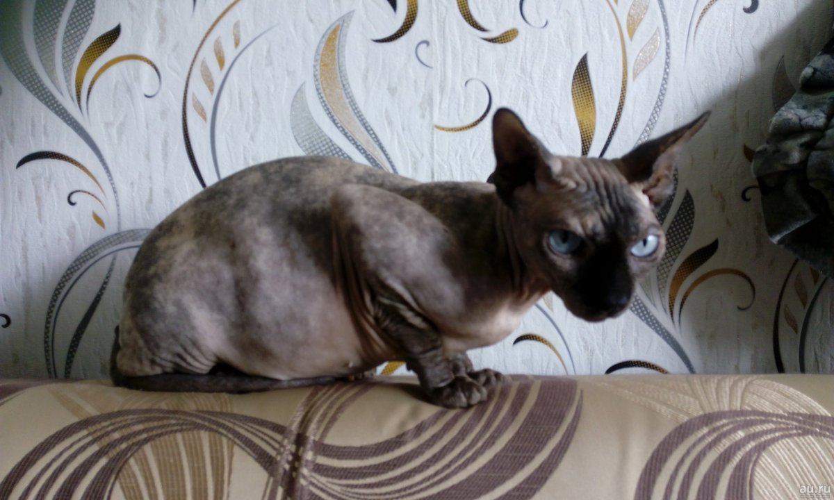 Кошка сфинкс метис