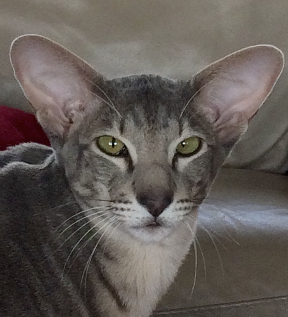 Донской сфинкс прямошерстный