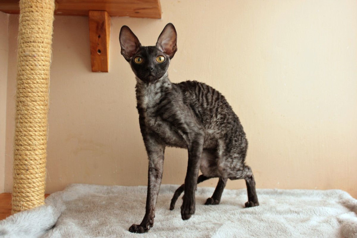 Метис Корниш рекс и сфинкс