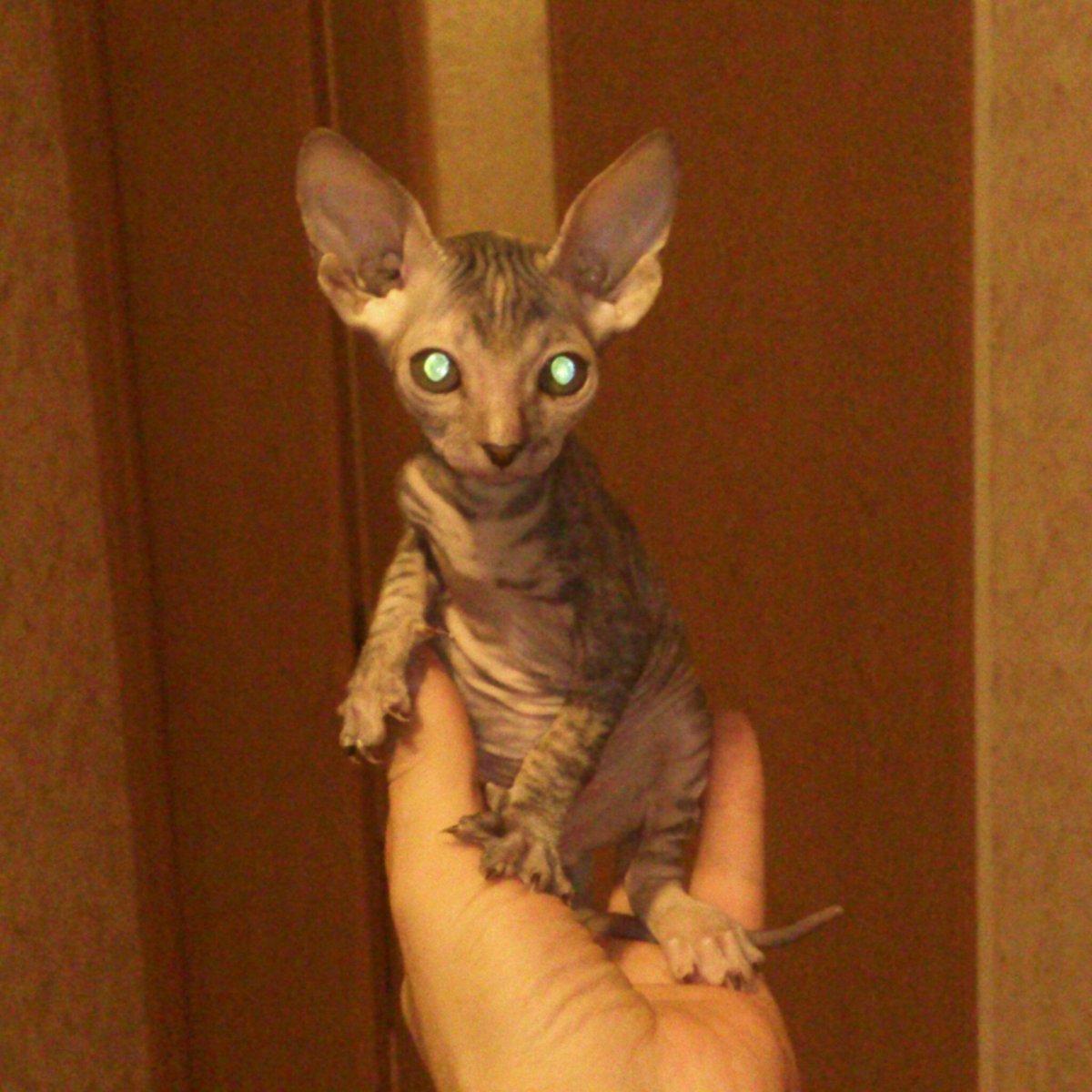 Смесь Корниш Рекса и сфинкса