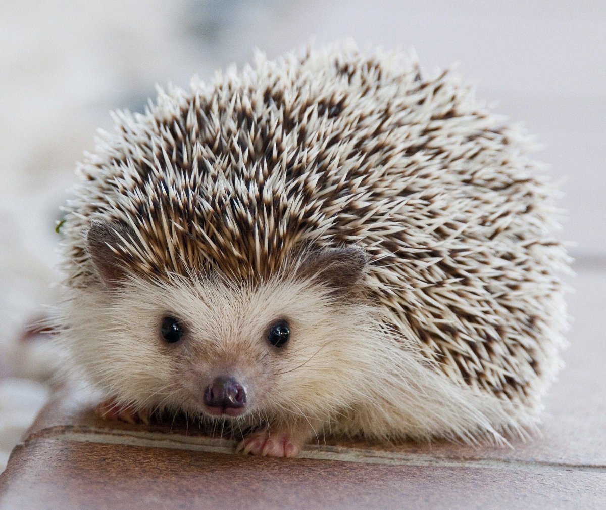 Ежик в снегу